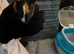 2 boar guinea pigs