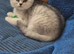Beautiful British kittens