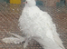 White frill back pigeons for sale