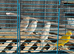 I have 20 sattinett canary’s for sale cocks and hens last years birds