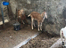 Boer cross nanny’s