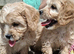 Cavachon puppies for sale 2 Boys Left