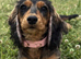 Stunning Coker spaniel girl