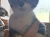 Kittens for sale