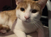 Ginger & White Male cat
