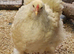 Large Fowl Brahma hen chicken hatched June 2025