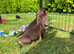 Beautiful miniature Dachshund Puppies.