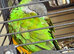 Senegal parrot