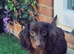 KC mini dachshund long hair girl