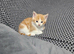 3 kittens for sale