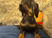 Miniature dachshunds