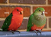 Australian King-Parrot