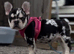 !️️!!13 WEEK OLD PUPPY️️!!!