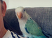 Quaker parrot - 12 weeks hand reared
