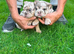 Merle English Bulldog Puppies