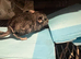 Baby boy chinchillas only no cage
