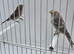 BEAUTIFUL PROVEN PAIR REDPOLLS MUTATION COLOURS