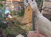 Beautiful white duck 2-3 months old