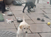 GORGEOUS GOLDENDOODLE PUPPIES READY NOW!!