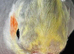 Female semi tame singing Cockatiel
