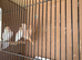Red Mosaic Canaries