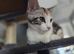 Beautiful Tortoiseshell Girl for sale