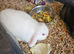 Mini lop baby rabbits