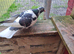 Fancy pigeon