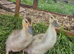 Call ducklings