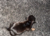 Mini dachshund short haired