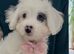 Adorable 10-Week F1B Cockapoo Girl (Ivy) - Fully Vaccinated & Ready Now