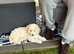 Beautiful 10 week old cockapoo