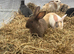 Stunning Various Dwarf & Lionhead Bunnies