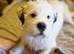 Terrier x westie female