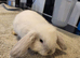 Beautiful Mini lop looking good a home.