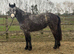 3 year old connemara filly