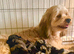 Cottage Cavapoo puppies 5* Council reg’d