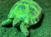 HORSEFIELD TORTOISES 2 YEARS OLD
