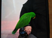 Eclectus for sale in wishaw
