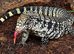 Black and white tegu