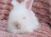 English angora bucks