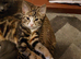 Female kitten