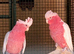 Proven breeding pair galah cockatoos