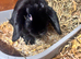 1 mini lop girl