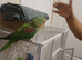 Alexandrine parrot