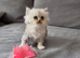 Persian Chinchilla Ragdoll Kittens Cat cute cats fluffballs adorable pets animals
