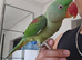 12 months old very very tame big health alexanderine