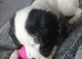 Female Cocker spaniel