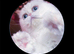 Gorgeous girl 6yo vaccinated, neutered pure white blue eyes