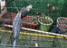 Bonded Pair of Handsome Adult Male Cockatiels for Sale